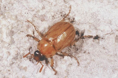 Southwestern Masked Chafer